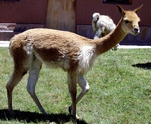 la lana mas fina del mundo